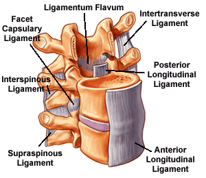Back muscles diagram a comprehensive view
