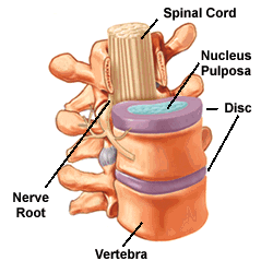 Normal spinal anatomy
