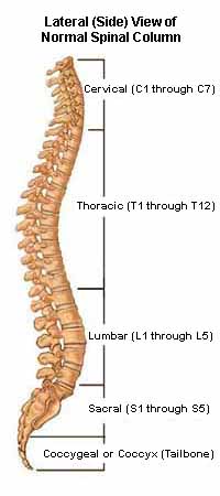 Understanding Spinal Anatomy Regions Of The Spine Cervical Thoracic Lumbar Sacral